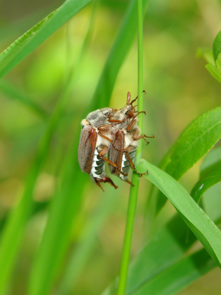Парня в горы тяни, рискни!