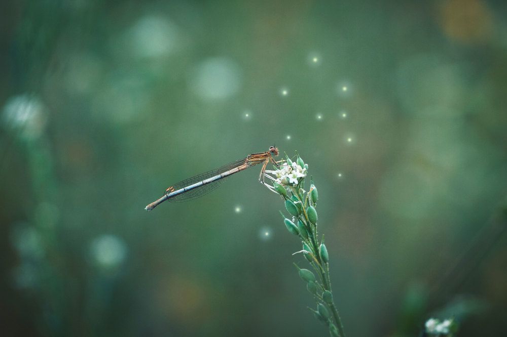 Photograph by Алена Полетаева