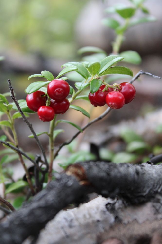 Photograph by Ирина Чечкина