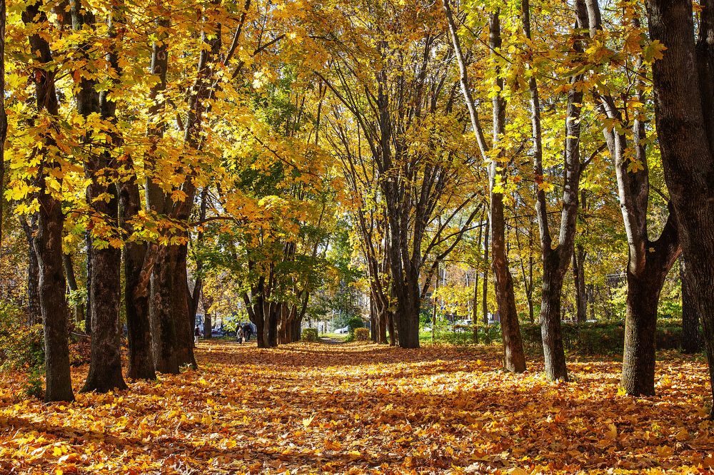 Photograph by Вячеслав Кровопусков