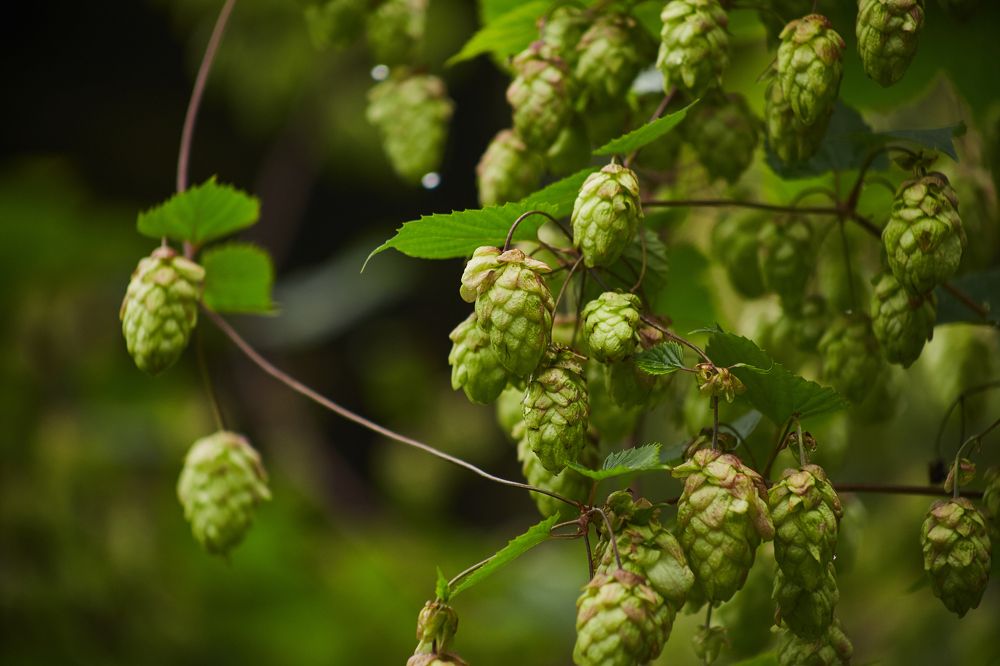 Фотография автора Андрей Челомов