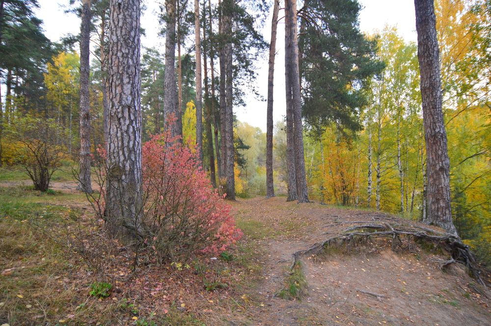 Фотография автора Клавдия Васильева