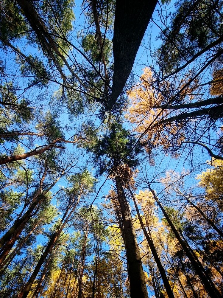 Фотография автора Светлана Алексеева