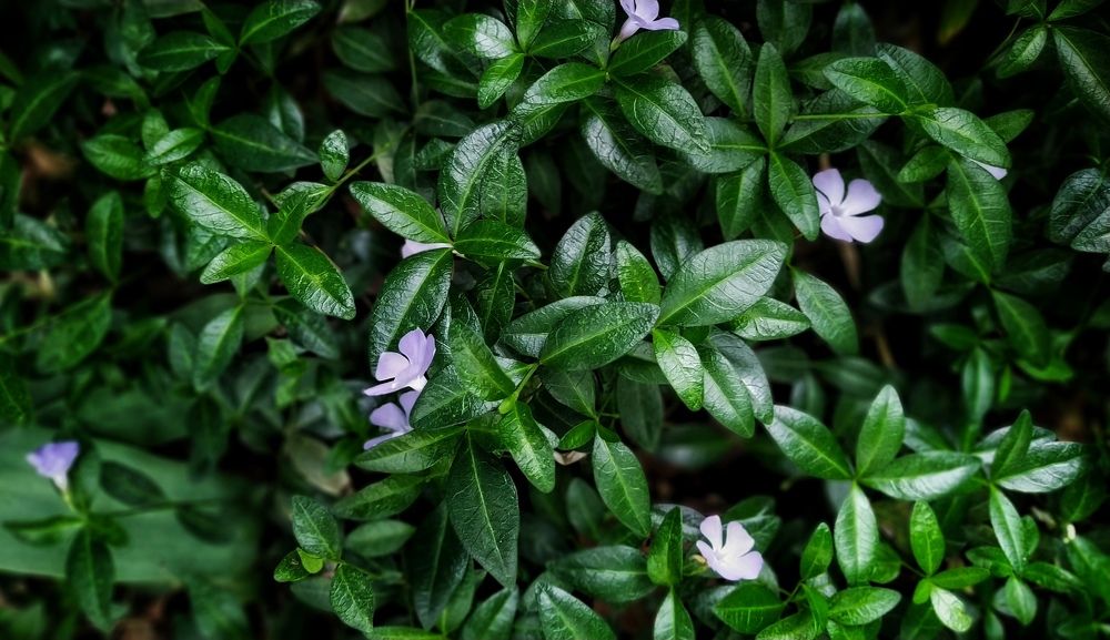 Photograph by Надежда Виденина