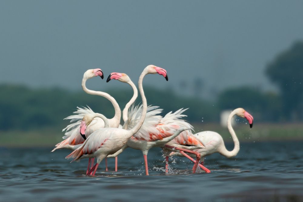 Photograph by Susanjit Saha