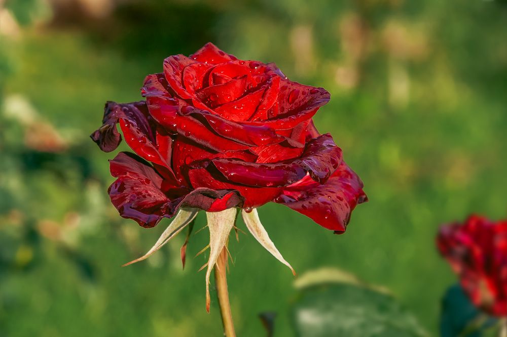 Photograph by Oleg Gerasimov