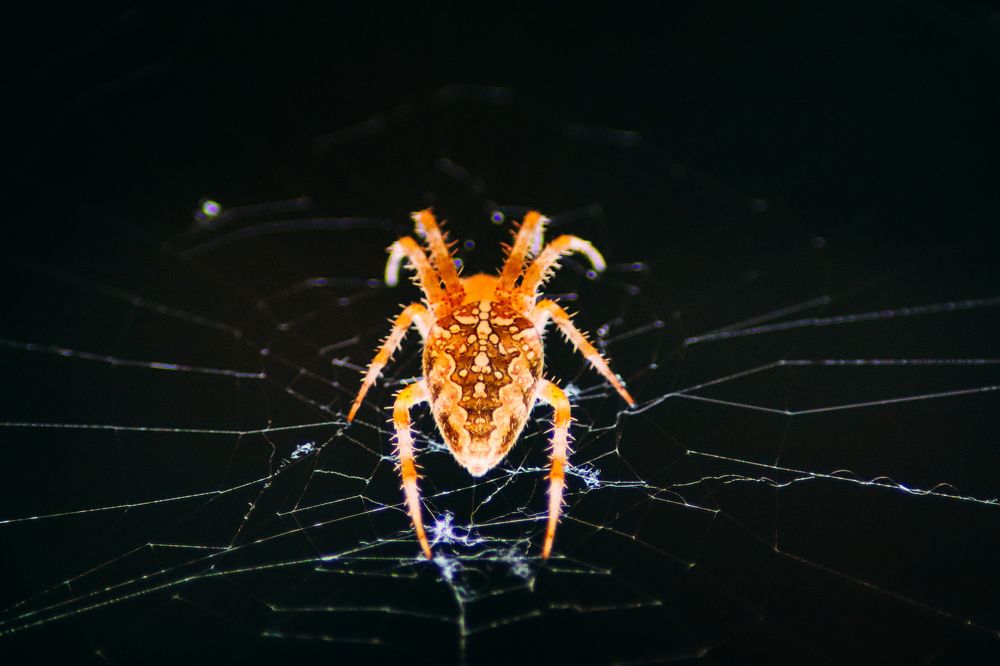 Photograph by Игорь Чечин