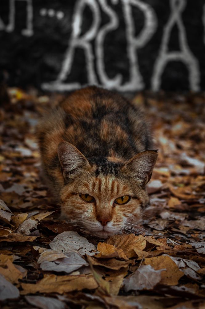 Photograph by Даниил Щербаков