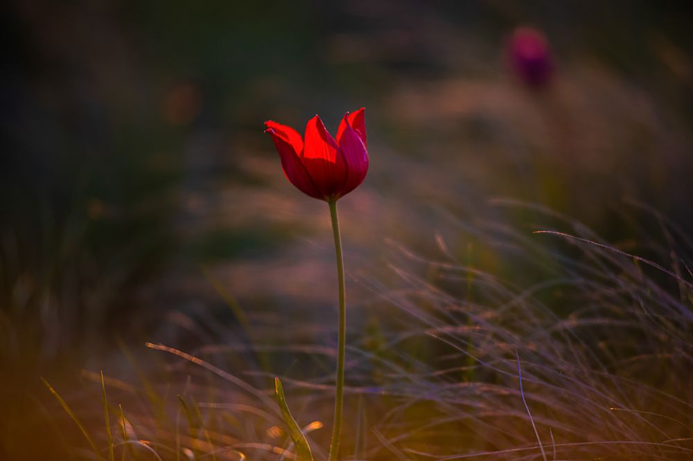 Фотография автора Людмила Сафонова