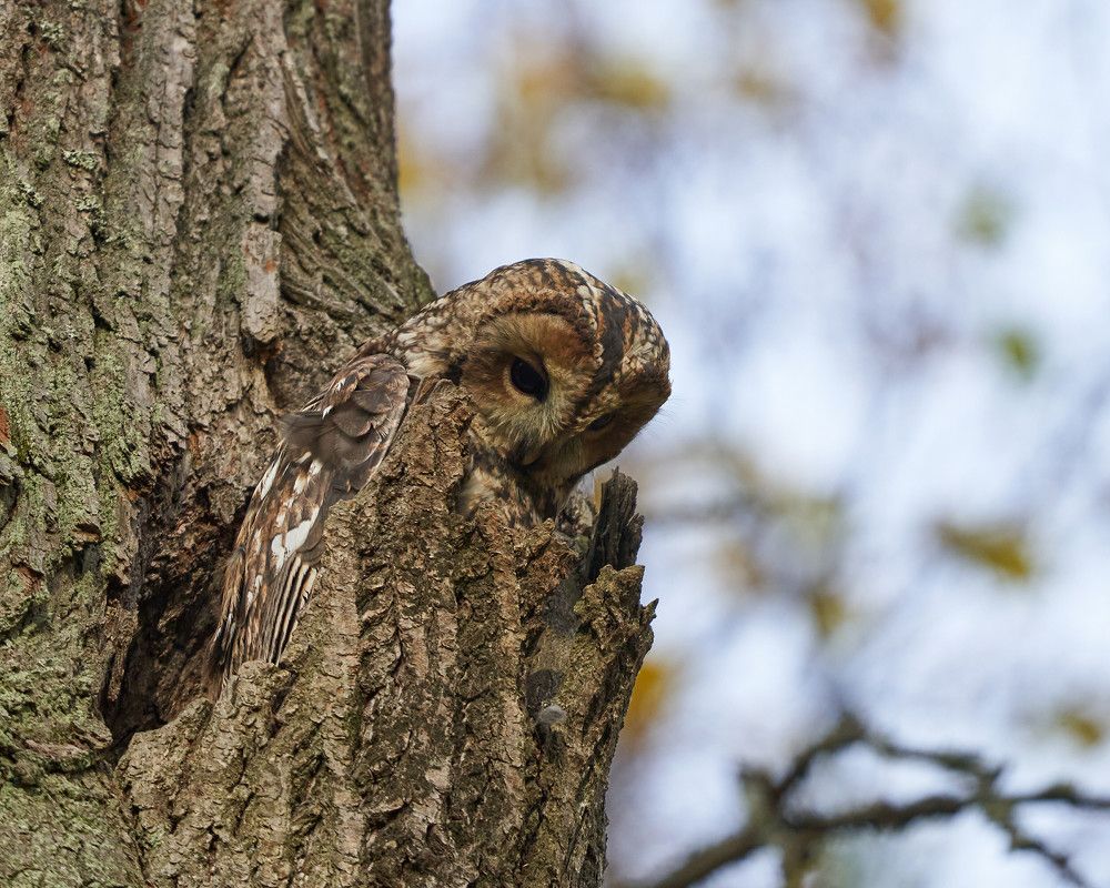 Маскировка