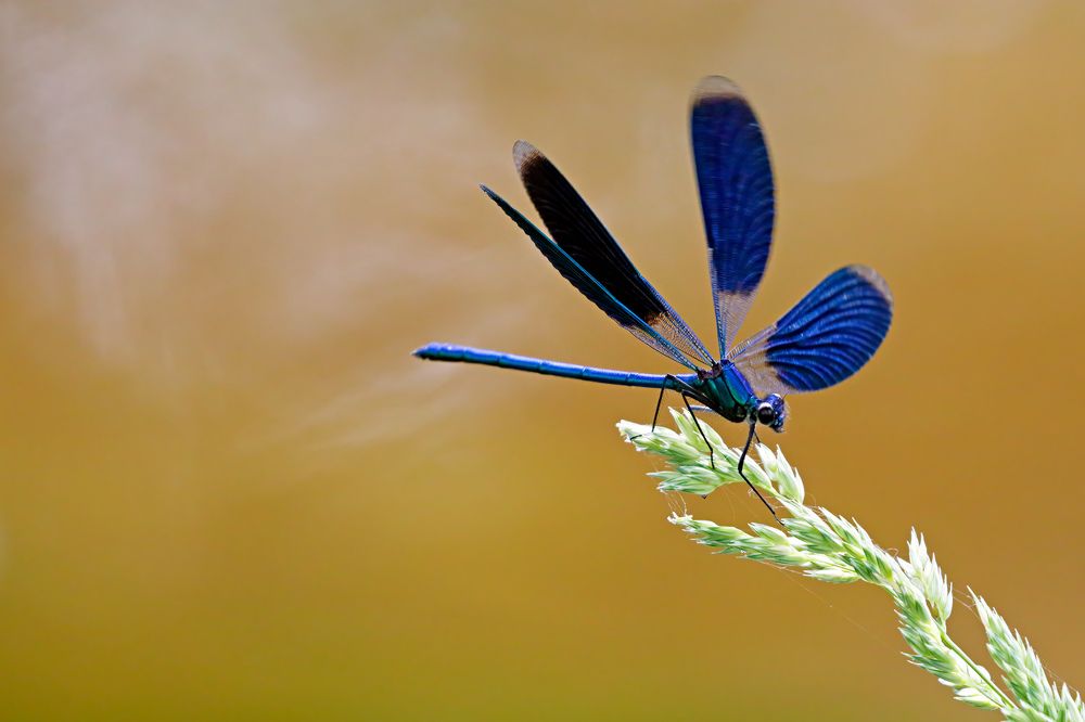 Приземление на всех парах
