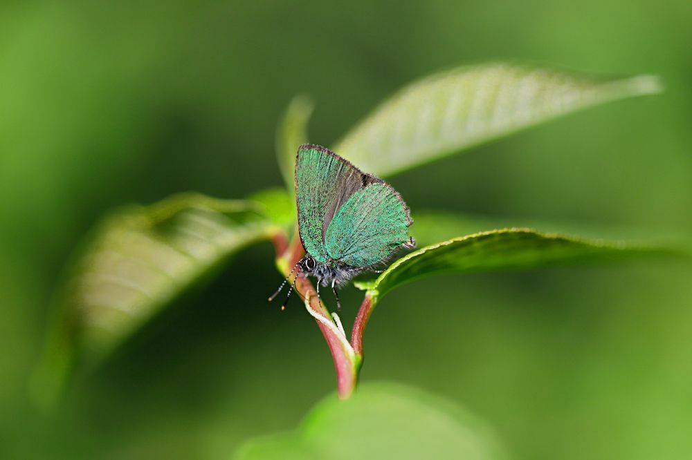 Весенняя фея