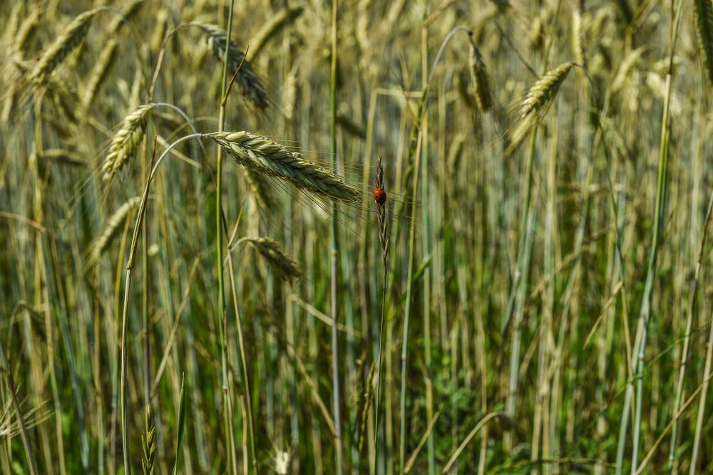 Photograph by Alena Smolianinova