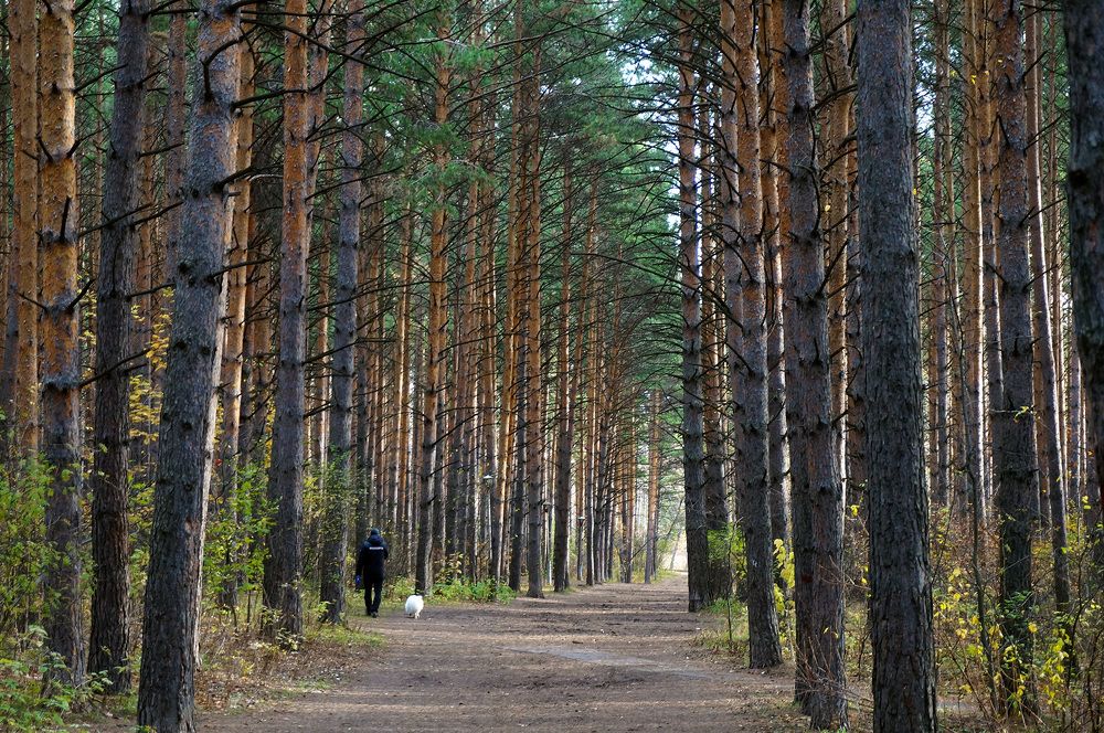 Прогулка по аллее Академгородка