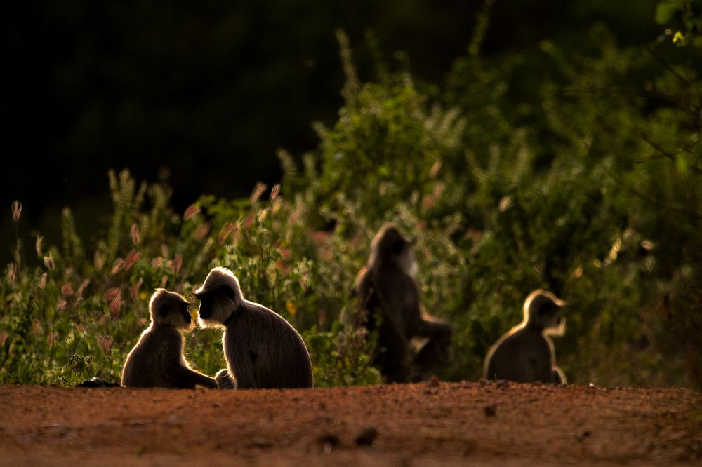 Photograph by Ahamed jazif