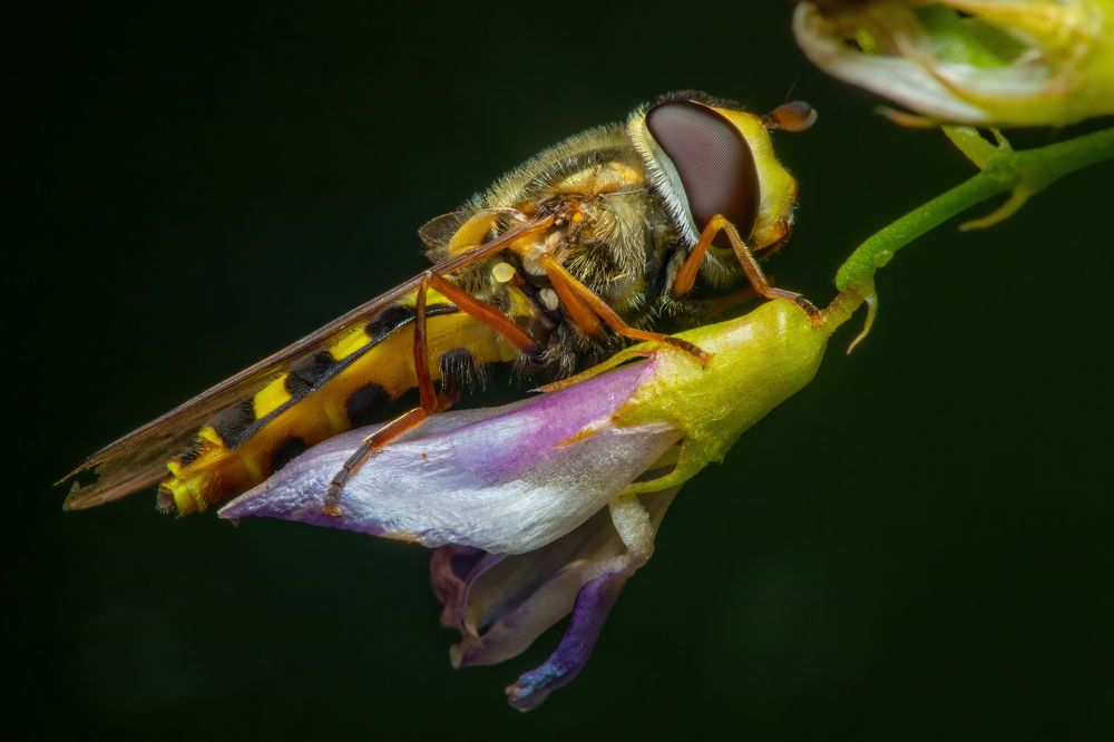 Photograph by Michael Mettier