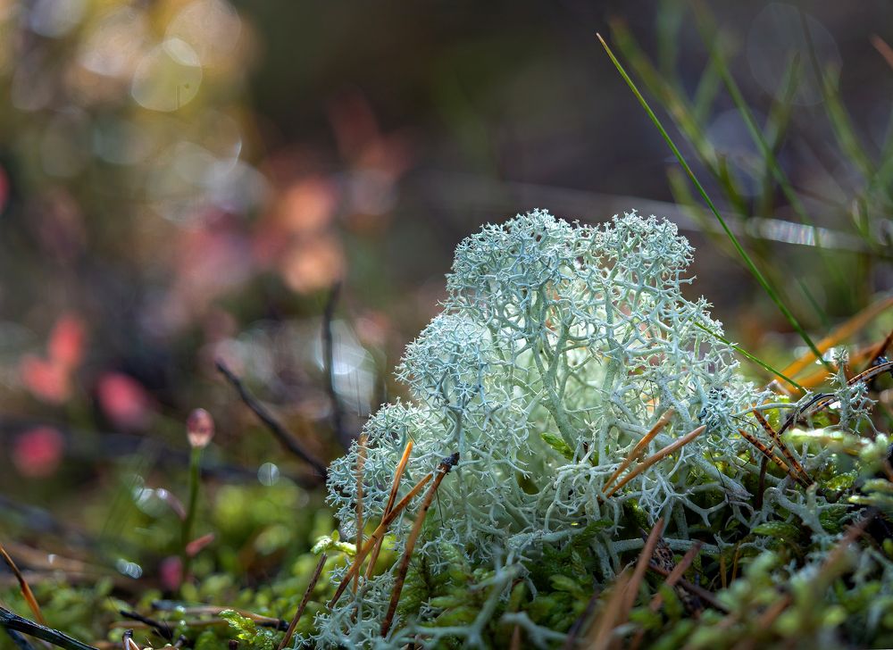 Photograph by Юрий Чернов