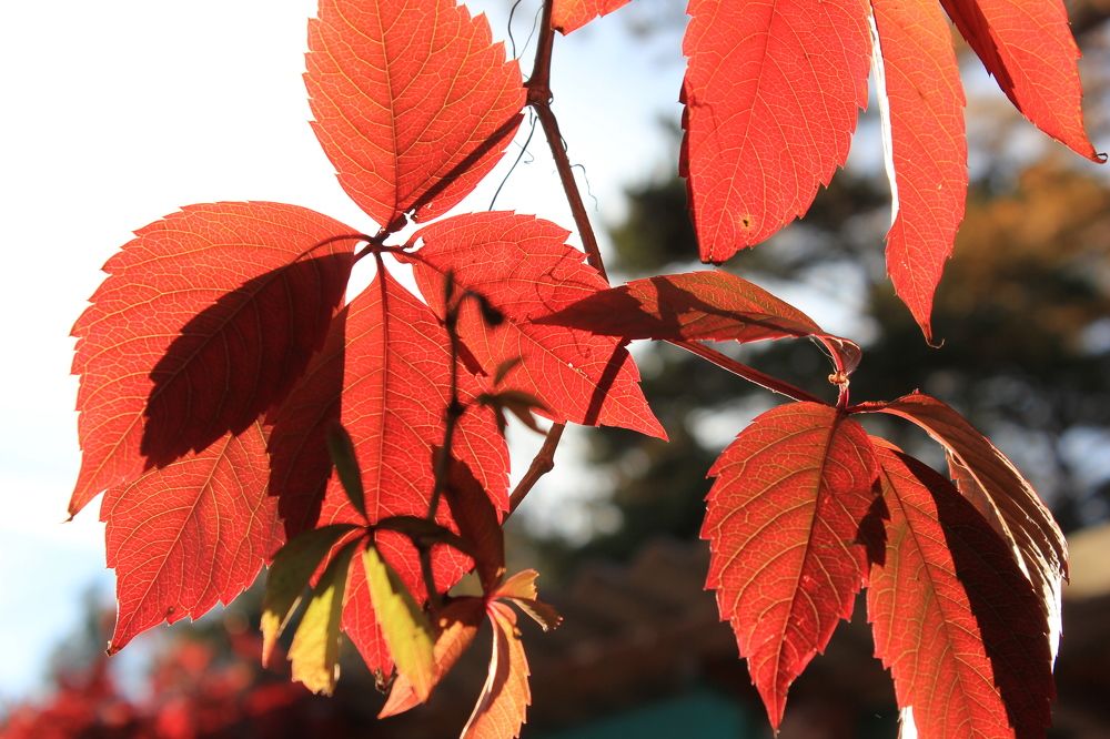 Девичий виноград