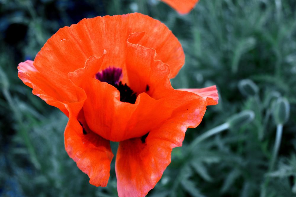 Садовый мак