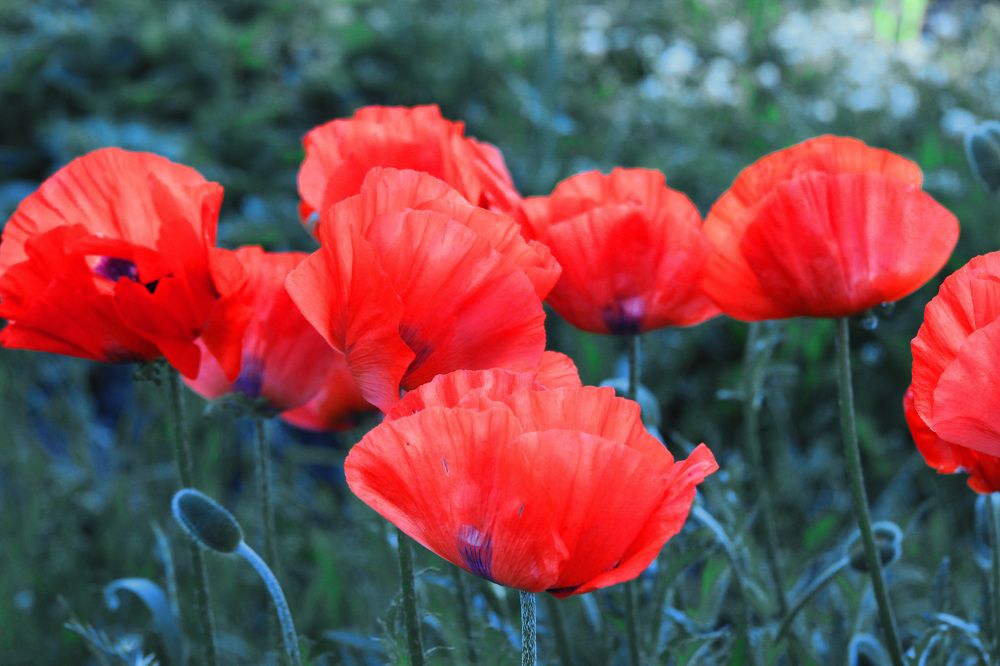 Маки в саду