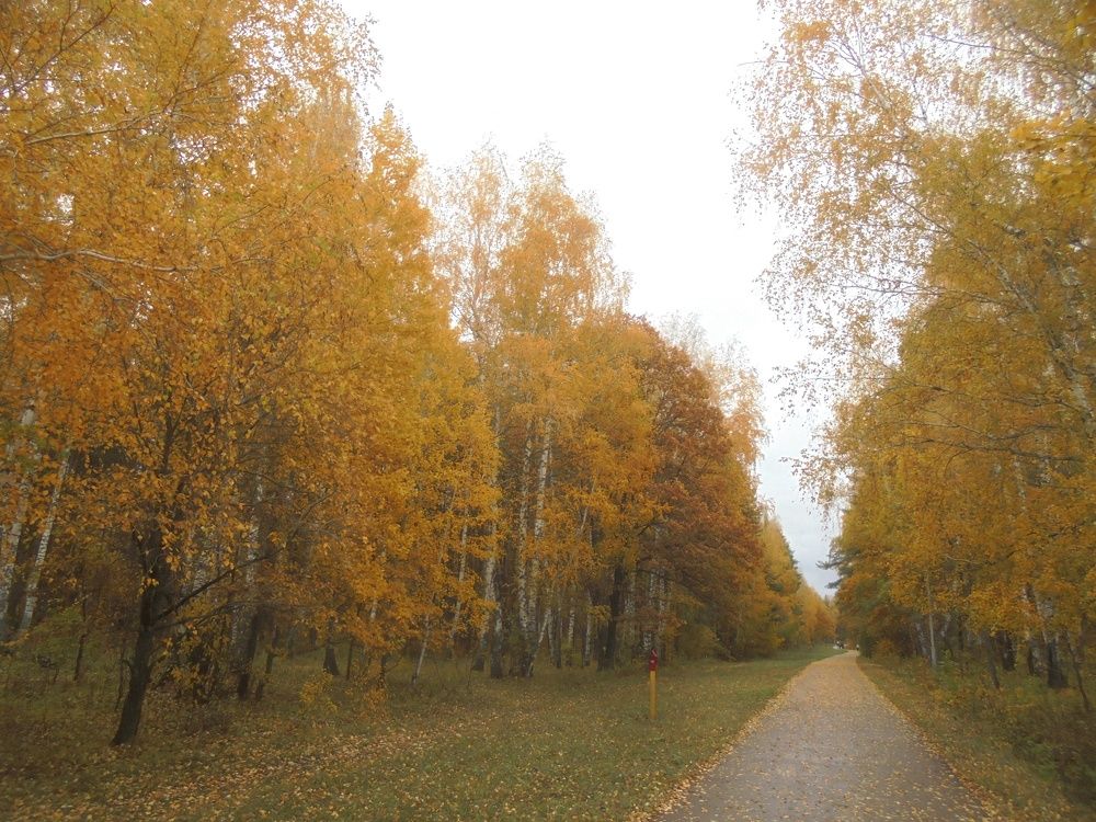 Осень на Тропе здоровья.