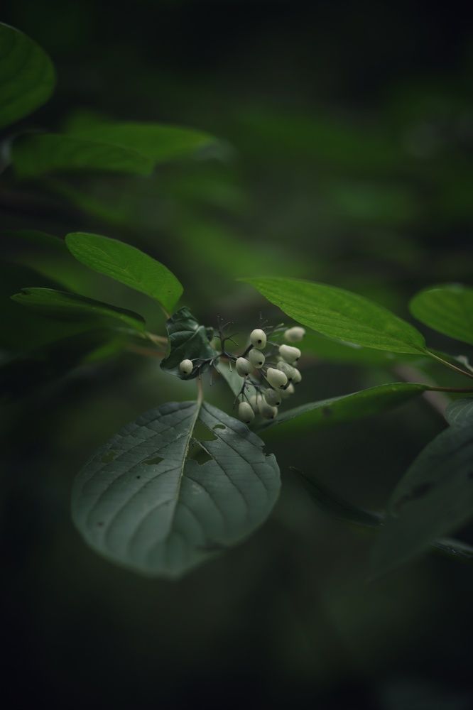 Photograph by Галина Шипухина