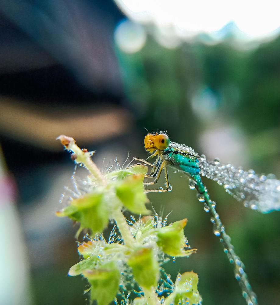 Photograph by Souvik Bhattacharyya