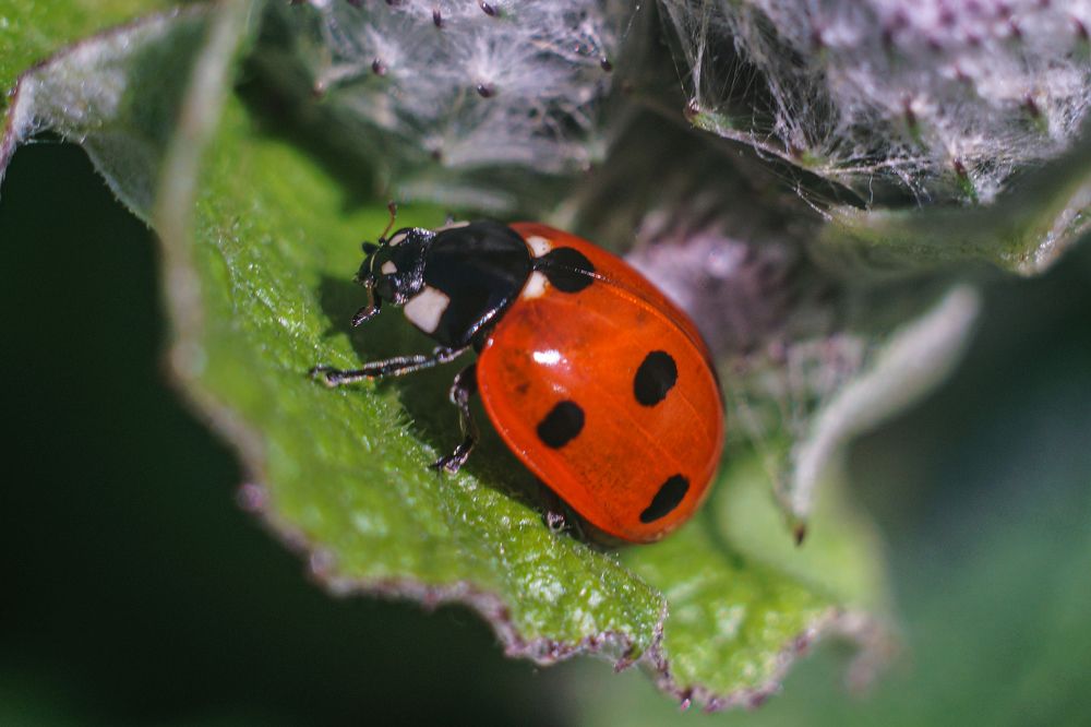 Photograph by Максим Роганов