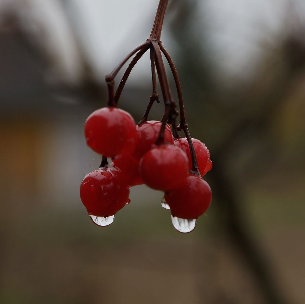 Photograph by Max_niksh