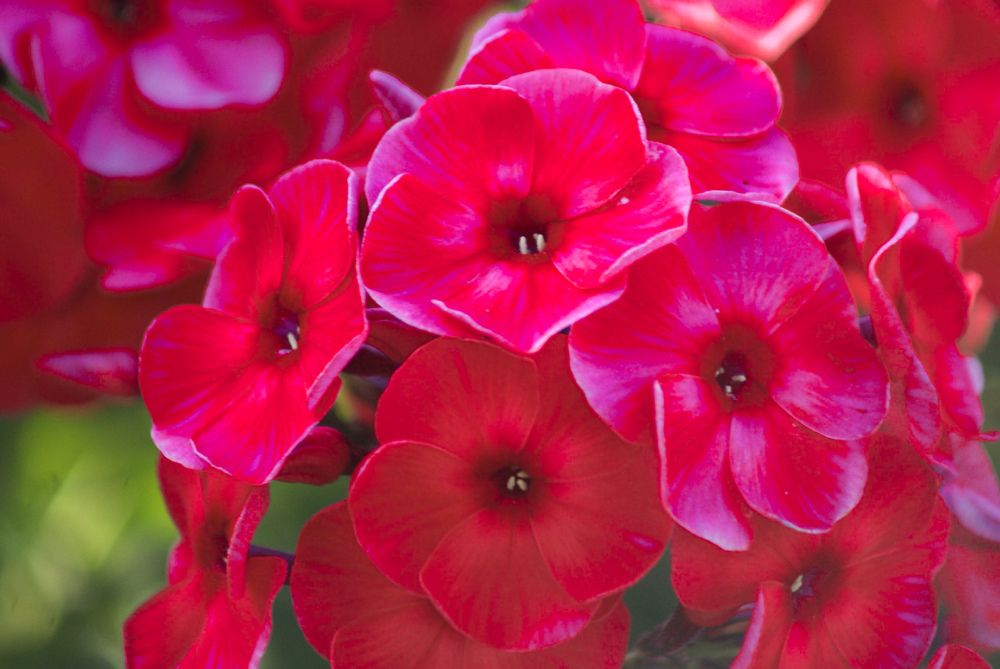 Photograph by Полина Данилова