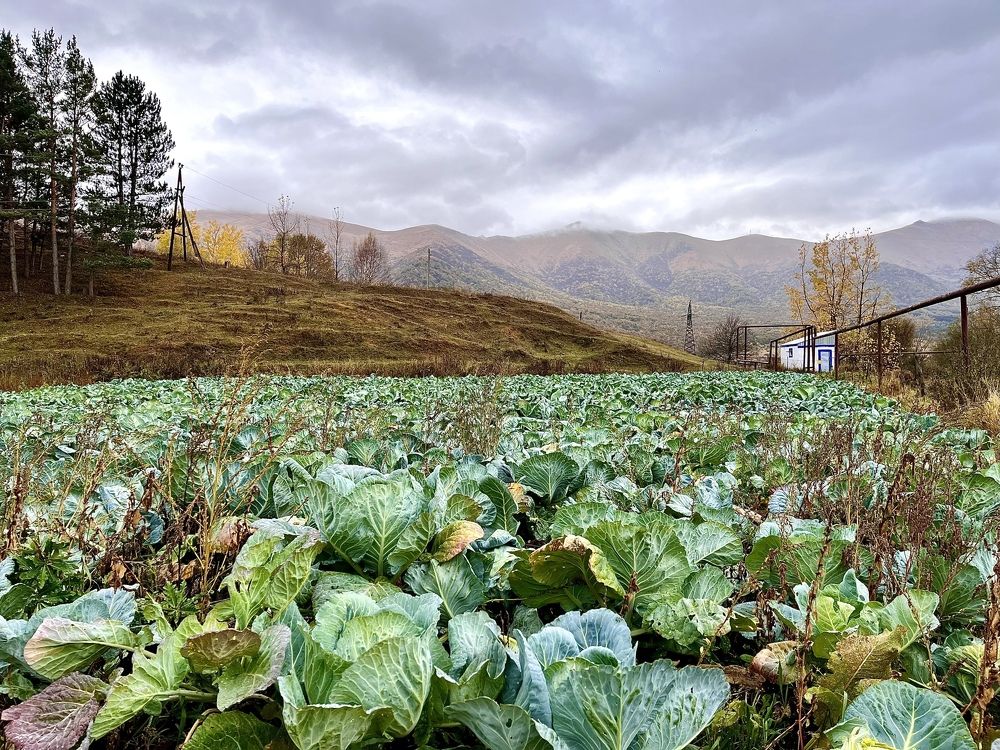 Капустное поле
