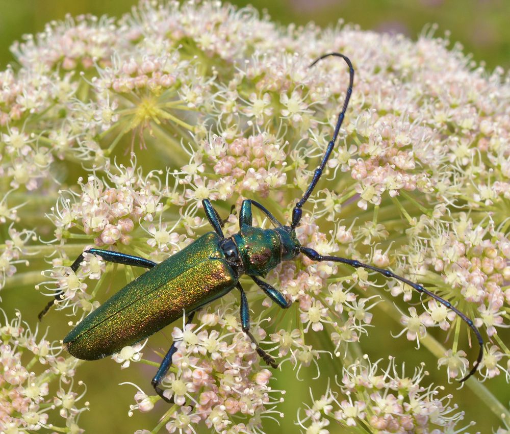 Photograph by Владислав Иопек