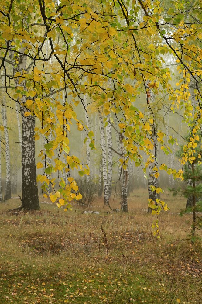 С берез не все еще опали листья