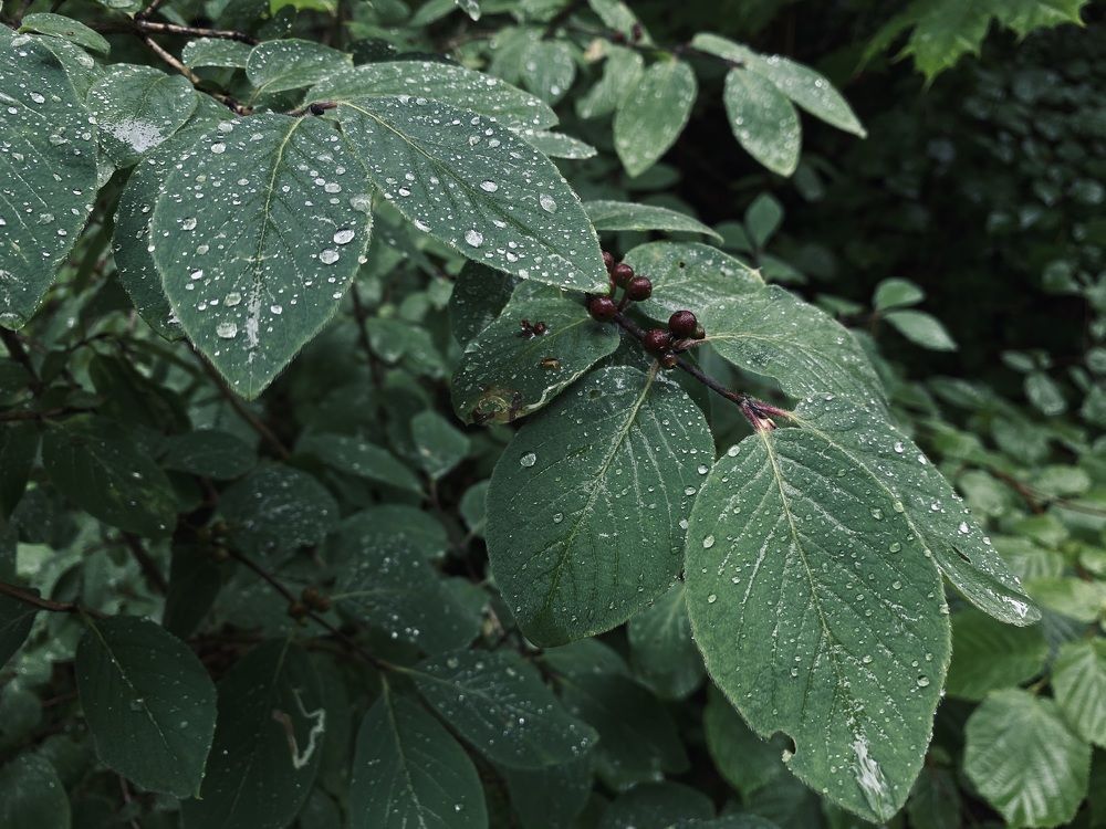 Photograph by Elena Kravchenko