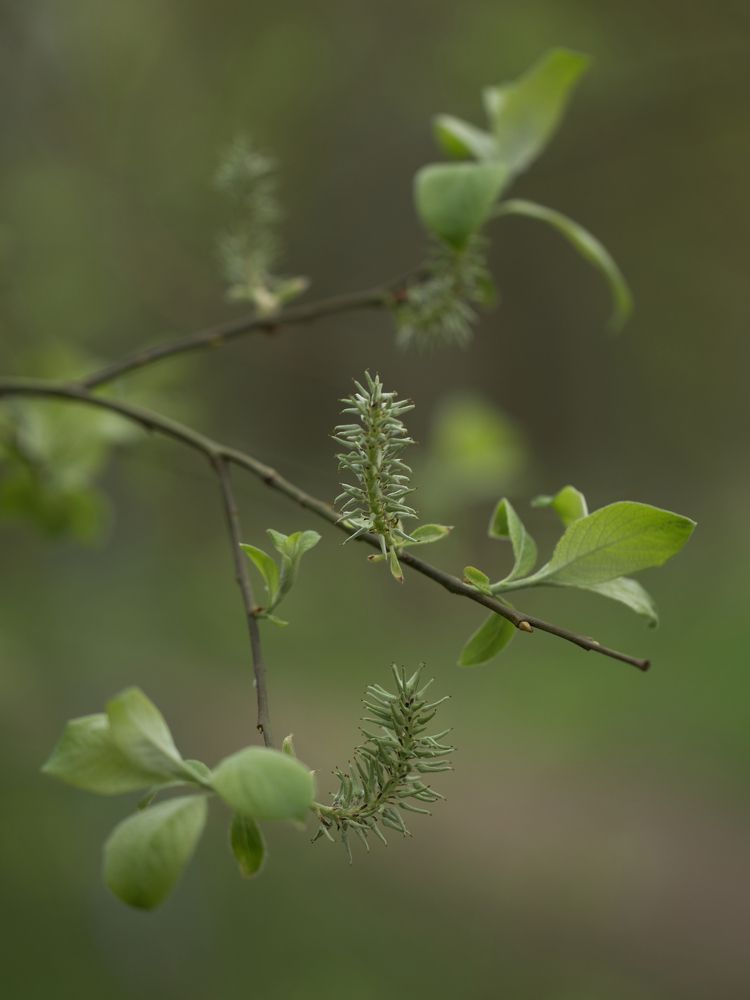 Photograph by Ирина Серегина