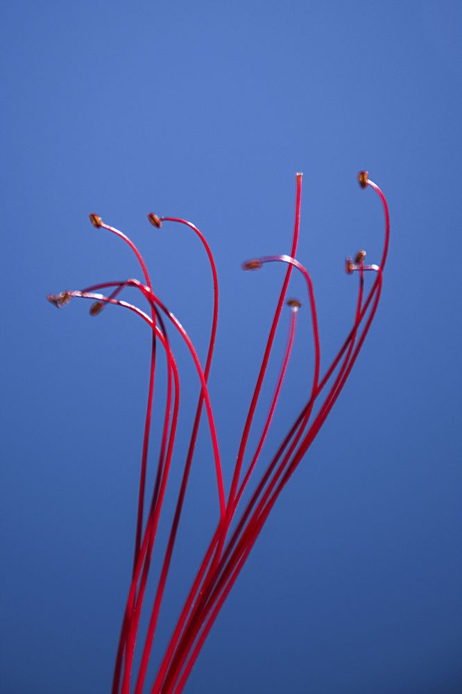 Photograph by Behzad Jourabchi Bokharaei