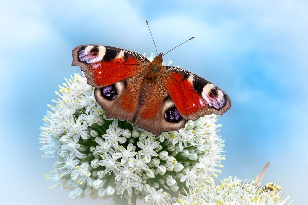 Лето красное