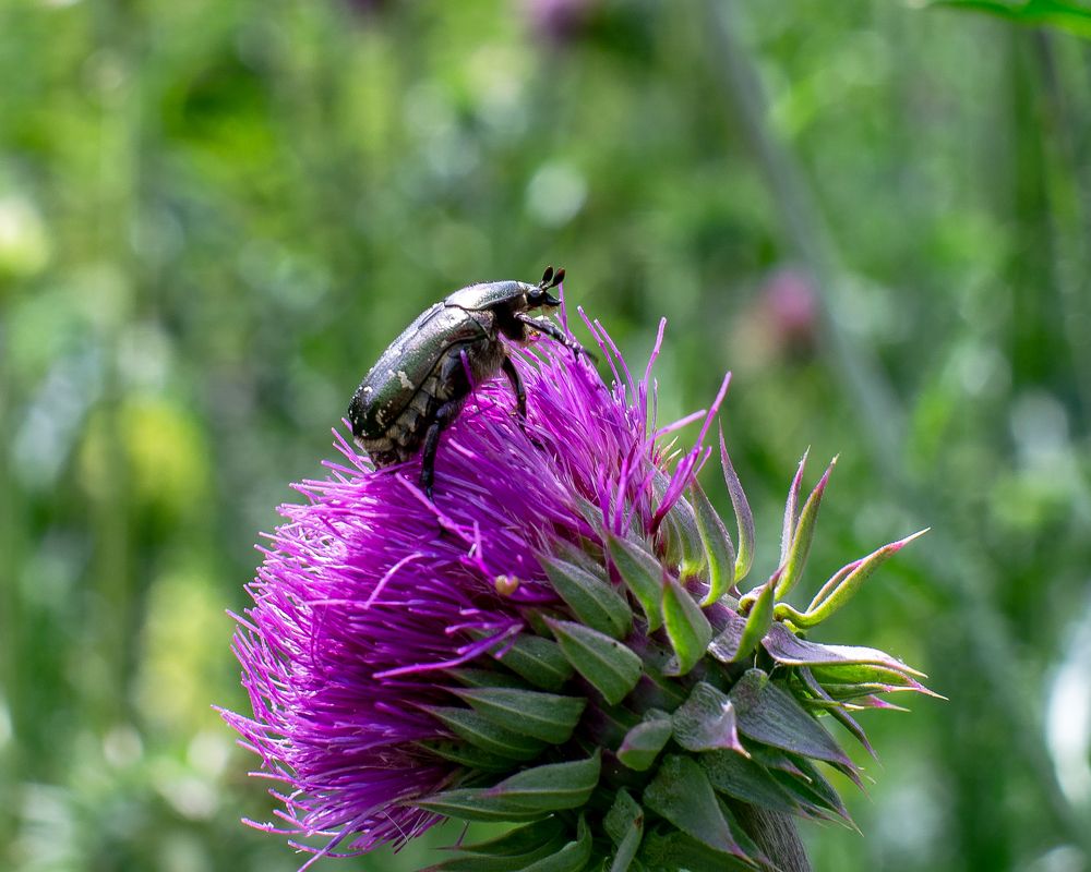 Photograph by Инна Макеева