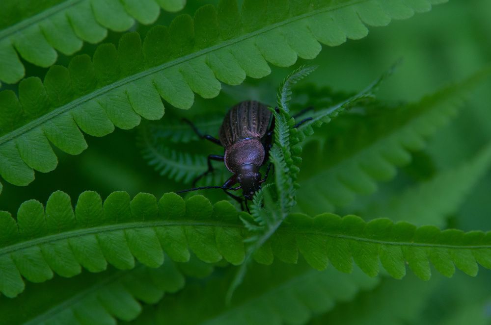 Photograph by Инна Макеева