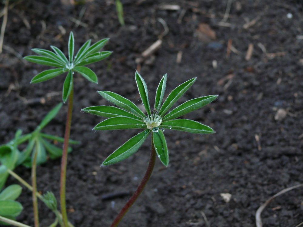 Photograph by Людмила Федорчак