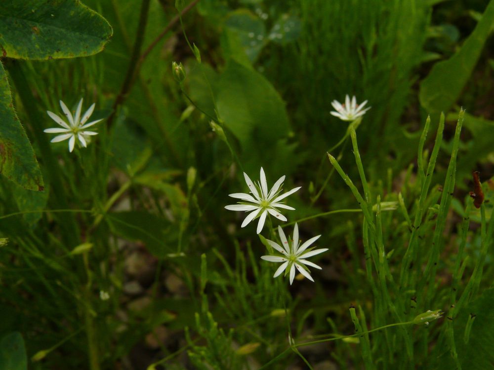 Photograph by Людмила Федорчак