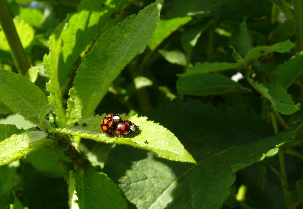 Photograph by Людмила Федорчак