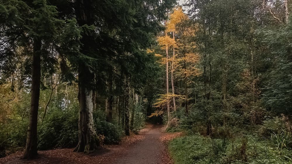 Неслышно, почти на цыпочках, как кошка на мягких лапах приходит в город тишина осенняя…