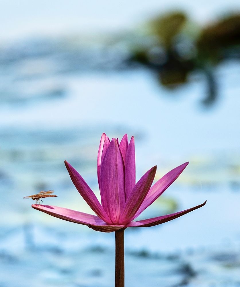 Фотография автора Thi Quynh Nga Pham