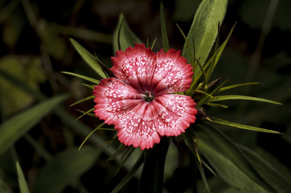 Photograph by Виктор Степанов