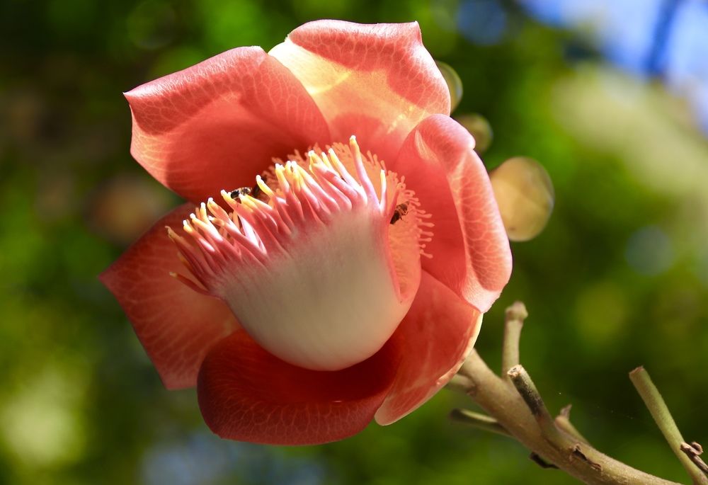 Фотография автора Thi Quynh Nga Pham