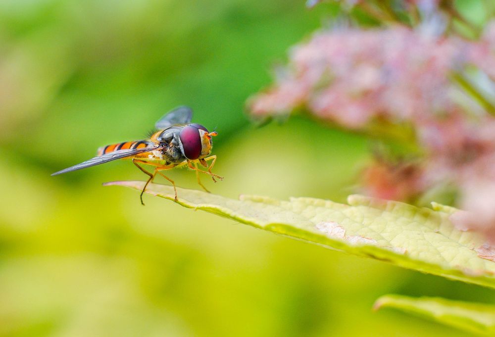 Photograph by Олеся zme