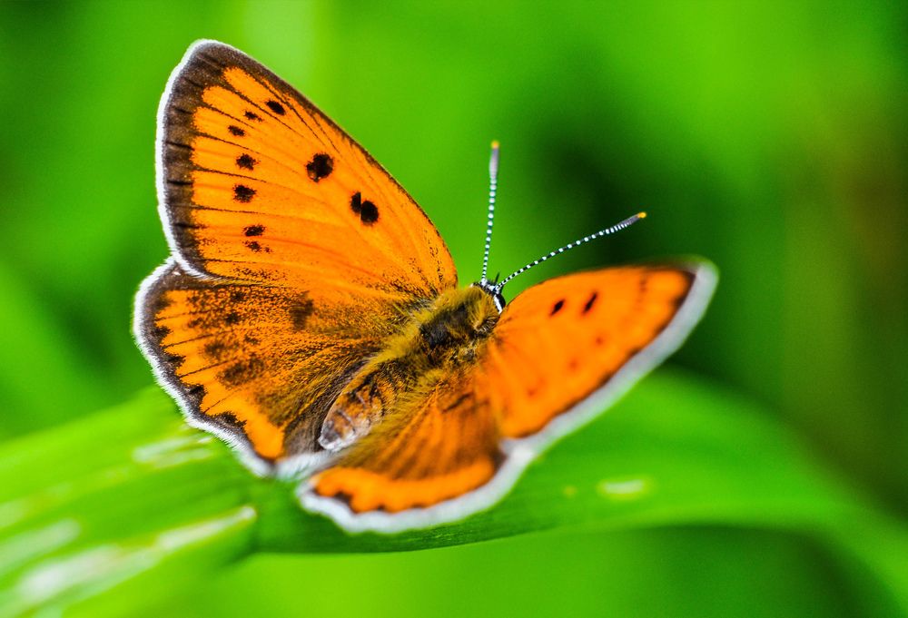 Photograph by Олеся zme