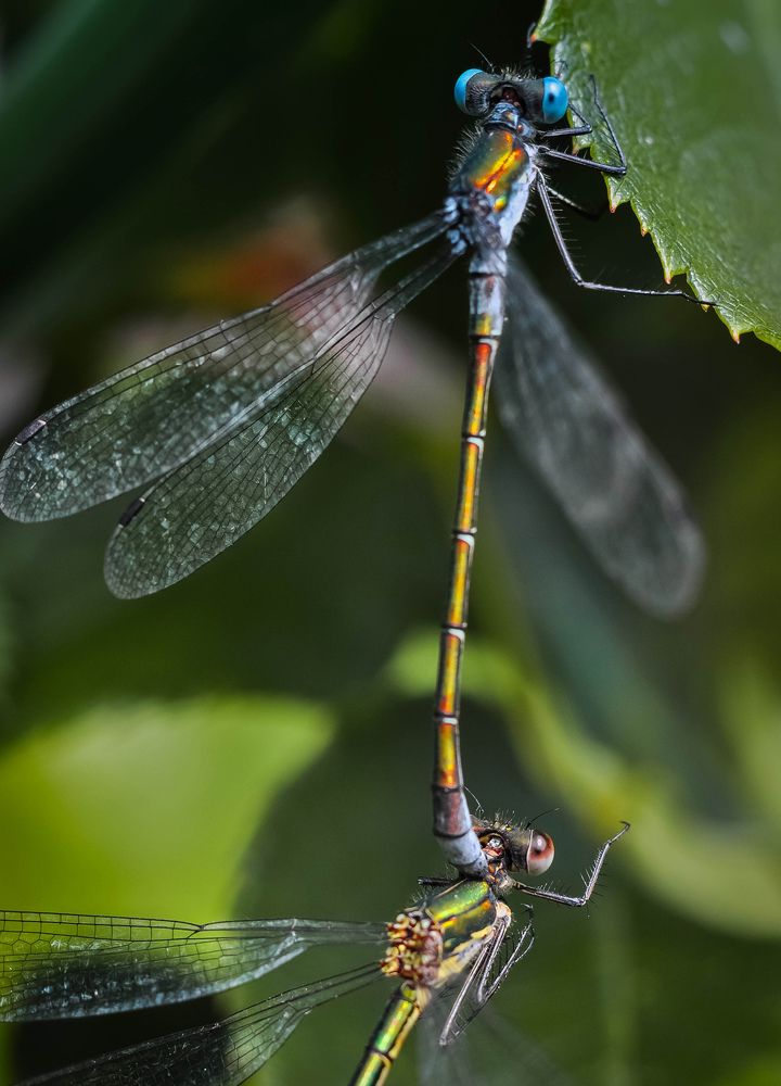 Photograph by Олеся zme