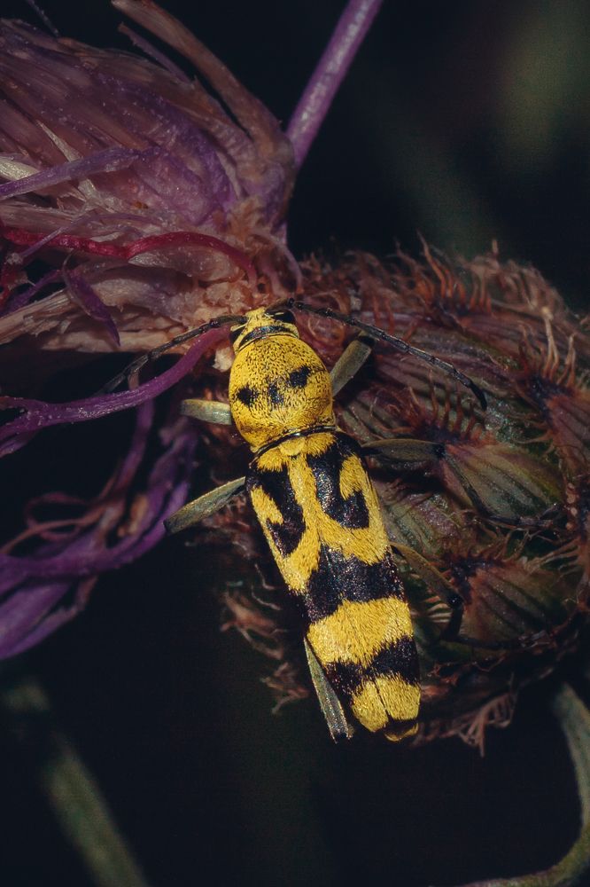 Фотография автора Максим Светличный